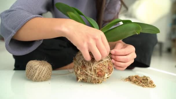 Kokedama plant DIY woman making orchid japanese ball with sphagnum moss and rope. Gardening at home banner panoramic. — Stock Video