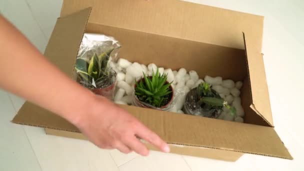 Új növények szállító nő nyitja meg a szállítási doboz az online vásárlás lakótelepek. Szukkulens és kaktusz növénycsomag — Stock videók