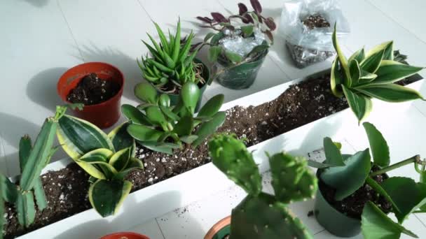 Hausgärtnerin pflanzt neue sukkulente Hawthoria-Pflanze in Wohnung Indoor-Garten Pflanzer. Wurzelgebundene Pflanzen in Blumenerde umtopfen — Stockvideo