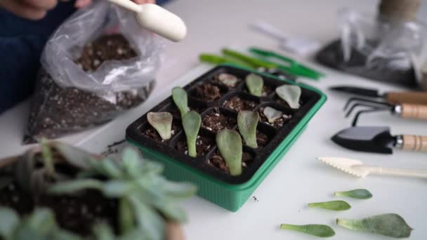 Sukkulente Blattvermehrung diy. Hobbygärtnerin pflanzt Pflanzblätter in Pflanzkübel zum Keimen. Garten in der Wohnung — Stockvideo