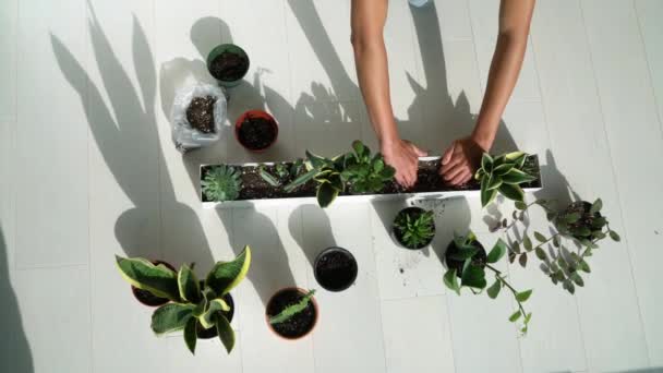 Hausgärtnerin pflanzt neue sukkulente Hawthoria-Pflanze in Wohnung Indoor-Garten Pflanzer. Wurzelgebundene Pflanzen in Blumenerde umtopfen — Stockvideo