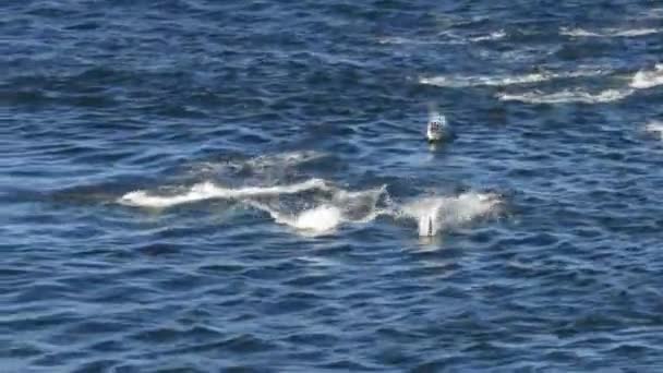 Grupo de marsopa nadando y saltando por la brecha en Alaska — Vídeo de stock