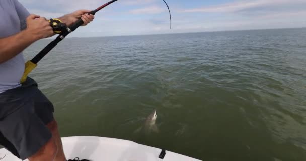 Shark fishing - man sport fishing fighting shark biting showing teeth in Florida — Stock Video