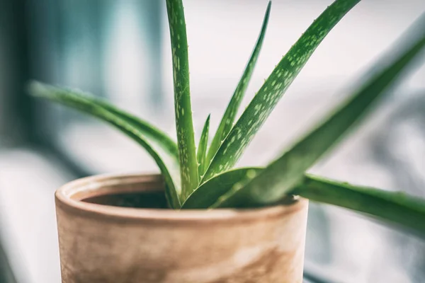 Aloe Vera planta casera interior —  Fotos de Stock