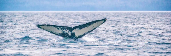 Walvis kijken cruise excursie tour activiteit in Alaska. Tail of Humpback walvissen duiken in zee. Banner panorama — Stockfoto