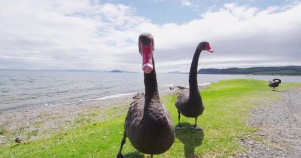 Νέα Ζηλανδία Black Swan - ζώα και το φυσικό τοπίο στη Νέα Ζηλανδία — Αρχείο Βίντεο
