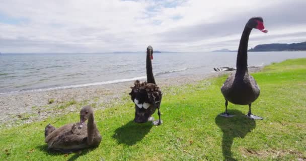 Fekete hattyúk Új-Zélandon - állatok és természeti táj Új-Zélandon — Stock videók