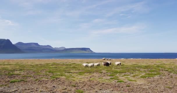 Gregge di pecore sull'erba nel bellissimo paesaggio naturale islandese — Video Stock