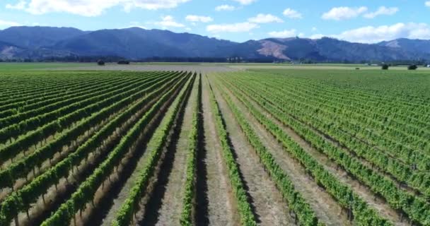 Виноградник на Новозеландском Мальборо - виноградные лозы для производства вина — стоковое видео