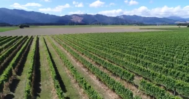 Vinhedo na Nova Zelândia Marlborough - videiras para a vinificação — Vídeo de Stock