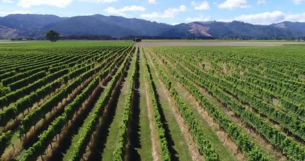 Luchtfoto drone video van Wijngaard - Wijngaard voor wijn — Stockvideo