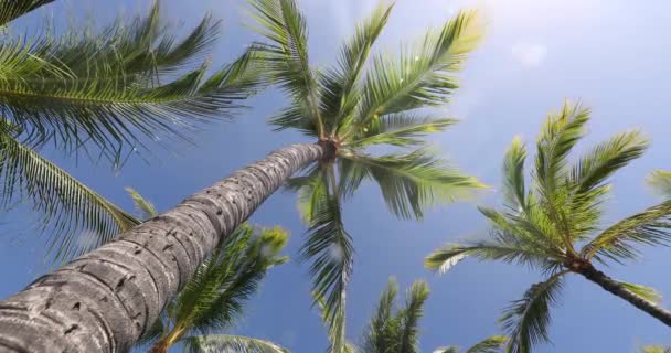 Naadloze LOOP VIDEO. Zomerstrand achtergrond palmbomen tegen blauwe lucht op hawaii — Stockvideo