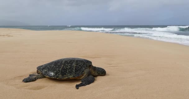 Sköldpadda. Hawaiian havssköldpadda vilar i stranden sand på Oahu, Hawaii, USA. — Stockvideo