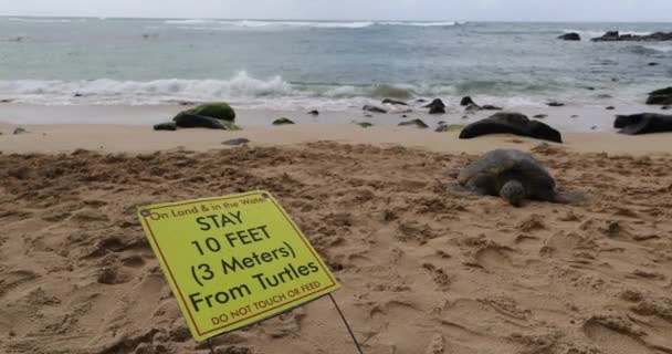 Teknősök a Laniakea tengerparton, más néven teknős strand. Jelzés mutatja, hogy tartsa a távolságot a hawaii tengeri teknős pihen strand homok Oahu, Hawaii, USA — Stock videók