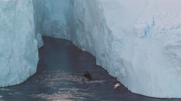 La megattera capovolge la pinna caudale mentre la balena si tuffa dagli iceberg sulla Groenlandia — Video Stock