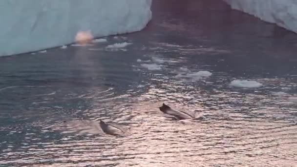 Vídeo aéreo de drones del grupo de ballenas jorobadas rompiendo en la naturaleza ártica por iceberg — Vídeos de Stock