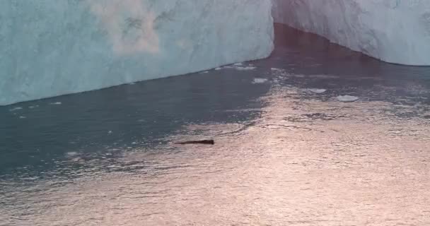 Aerial drone video rodziny humbaków w arktycznej naturze Grenlandia góra lodowa — Wideo stockowe