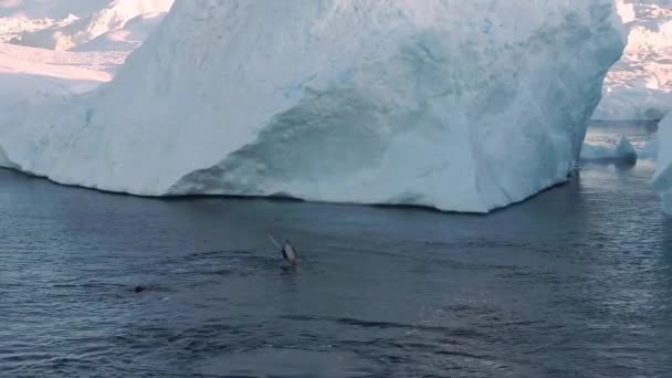 Whales and icebergs in arctic nature landscape on Greenland with ice in icefjord — Stock Video