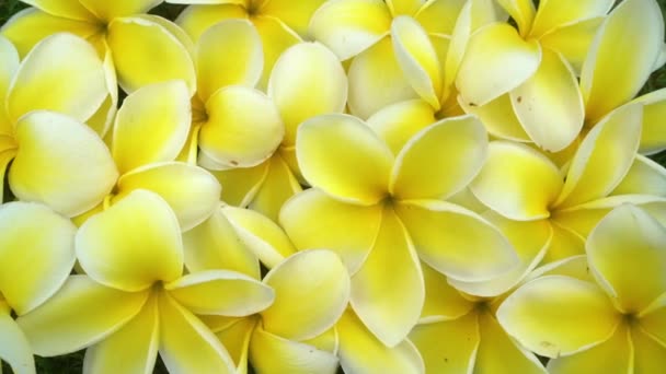 Fond de fleurs de Frangipani avec de nombreuses fleurs jaunes et blanches de Frangipani aka Plumeria. De Hawaï, États-Unis — Video