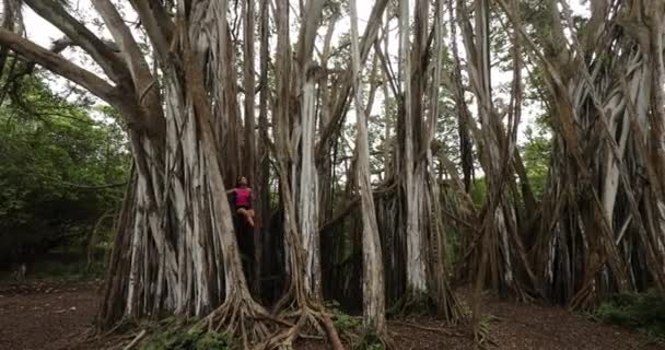 Χαβάη φύση - Γυναίκα κάθεται σε Banyan δέντρο κατά τη διάρκεια πεζοπορίας στο Oahu Χαβάη — Αρχείο Βίντεο