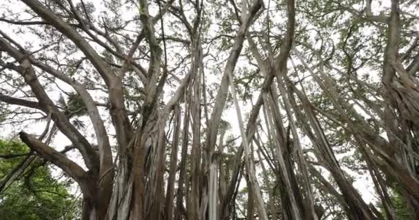 Гавайи баньян дерево - женщина сидит на дереве баньян во время похода на Оаху Гавайи — стоковое видео
