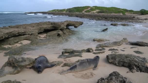 Гавайские тюлени-монахи — стоковое видео