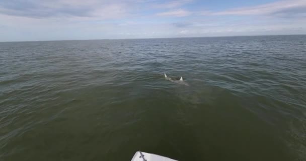 Pesca - pesca deportiva hombre tiburón de caza grande de pesca en barco en Florida. Viajes hombre turístico captura y liberación de tiburón hilandero. De las llaves de Florida — Vídeos de Stock