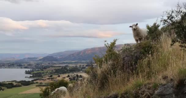 Merino ovejas en Montaña lago naturaleza paisaje en Nueva Zelanda en el famoso Wanaka — Vídeo de stock