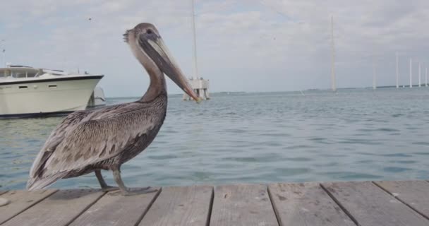 Pelicano em Florida Keys EUA — Vídeo de Stock