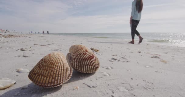 Conchas de mar en la playa con la mujer caminando en el fondo - conchas de mar Isla Sanibel — Vídeos de Stock