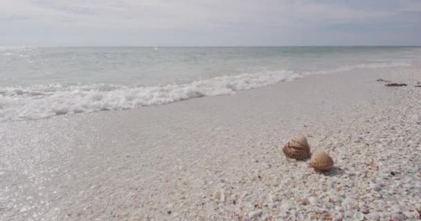 Conchas marinas en la playa - mujer bombardeo recoger conchas marinas Sanibel Island Florida — Vídeo de stock