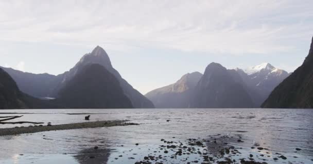 Milford Sound mit Mitre Peak im Fiordland National Park, Neuseeland. Ikonische und berühmte neuseeländische Naturlandschaft vom Kreuzfahrtschiff aus gesehen. Langsame Motorisierung — Stockvideo