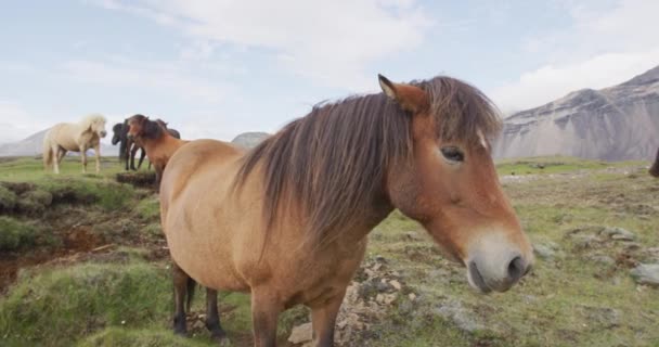 Island Horse - Islandské koně na krásném islandském koni stojící na poli — Stock video