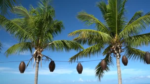 Пальмы и голубое небо на пляже отдыха - медленное движение — стоковое видео