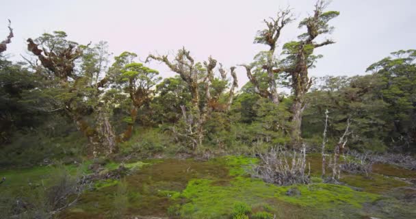 Los árboles y senderos en la pista Routeburn en el Parque Nacional Fiordland Nueva Zelanda — Vídeo de stock