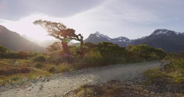 Nya Zeelands naturlandskap Vandringsled i Fiordlands nationalpark — Stockvideo