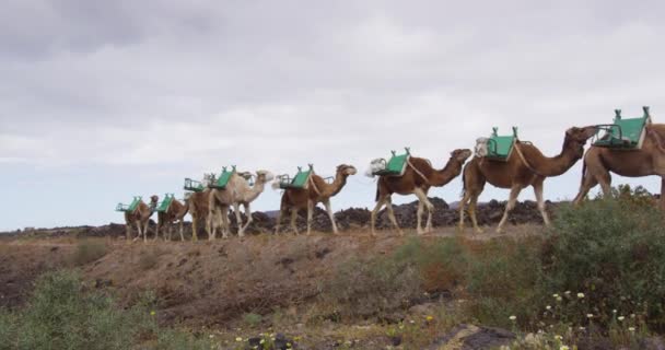 Kamele im Parque Nacional de Timanfaya auf Lanzarote, Kanarische Inseln, Spanien — Stockvideo
