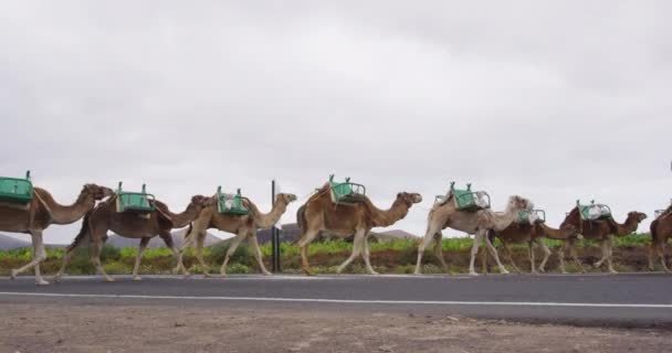 Camellos en Parque Nacional de Timanfaya en Lanzarote, Islas Canarias, España — Vídeos de Stock