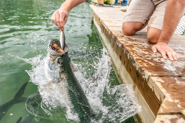 Alimentación Tarpon en la famosa atracción turística en Islamorada, Florida Keys, EE.UU. vacaciones de turismo de verano — Foto de Stock