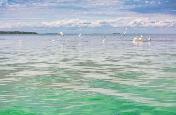 Aves vida silvestre de la Florida paisaje marino fondo. Aves blancas americanas en Key West, EE.UU. Ibis blanco, pelícanos, cigüeñas —  Fotos de Stock