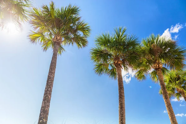 Summer sun background beach vacation palm trees with sun flare sunshine through the leaves of tree — Stock Photo, Image