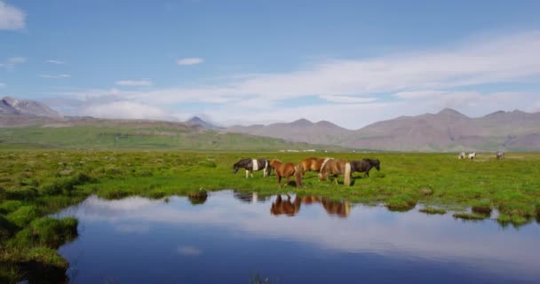 Caballos islandeses en increíble paisaje natural en Islandia — Vídeos de Stock
