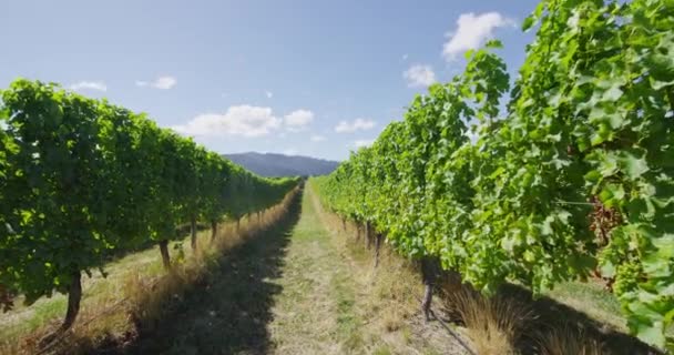 Vinhedo - vinhas de uva para a produção de vinho tinto ou vinho rosa — Vídeo de Stock