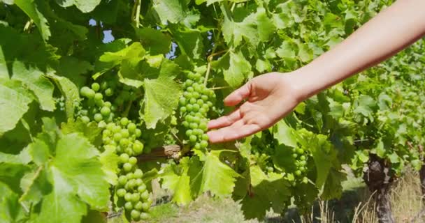 Viñedo vino uva vendimia mujer agricultura recoger uvas maduras frutas para el vino — Vídeo de stock