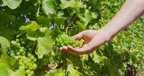 Winnica winorośl winorośl zbiorów człowieka hodowli zbieranie dojrzałych owoców winogron do wina — Wideo stockowe
