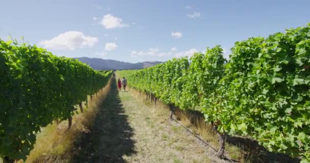 Виноградник - романтическая пара, держащаяся за руки, прогуливаясь по виноградникам в винном туре — стоковое видео