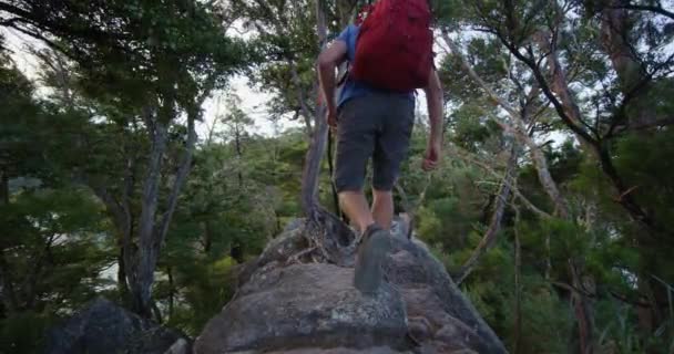 Nowa Zelandia Tramping człowiek wędrówki w lesie Abel Tasman National Park — Wideo stockowe