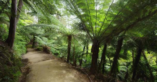 Neuseeland Forest Tramping Trail Wanderweg Abel Tasman Nationalpark — Stockvideo