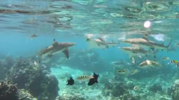 Hai-Fressrausch - Schwarzspitzenriffhaie fangen einen Fischkadaver, der mit Haien im tropischen Französisch-Polynesien Tahiti in der Lagune des Korallenriffs im Pazifik um Nahrung kämpft. Video zum Schnorcheln unter Wasser — Stockvideo