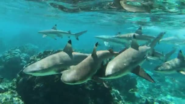 Frenesí de tiburones - Muchos tiburones de arrecife Blacktip nadan juntos en la escuela. Cruceros de aventura tropical viajan en la Polinesia Francesa Tahití en la laguna de arrecifes de coral, Océano Pacífico. Video de snorkel subacuático — Vídeo de stock